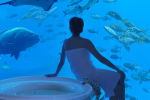 Atlantis The Palm - Neptun/Poseidon Suites